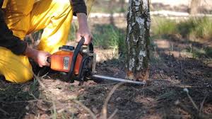 Best Tree Trimming and Pruning  in Tamiami, FL