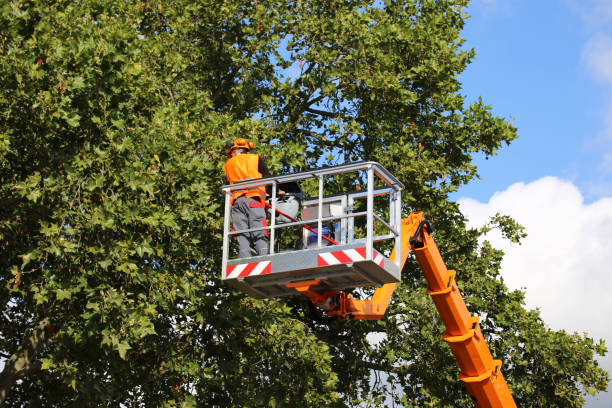 Best Palm Tree Trimming  in Tamiami, FL