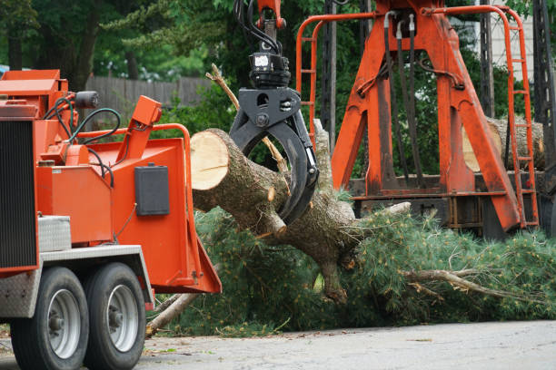 Best Commercial Tree Services  in Tamiami, FL