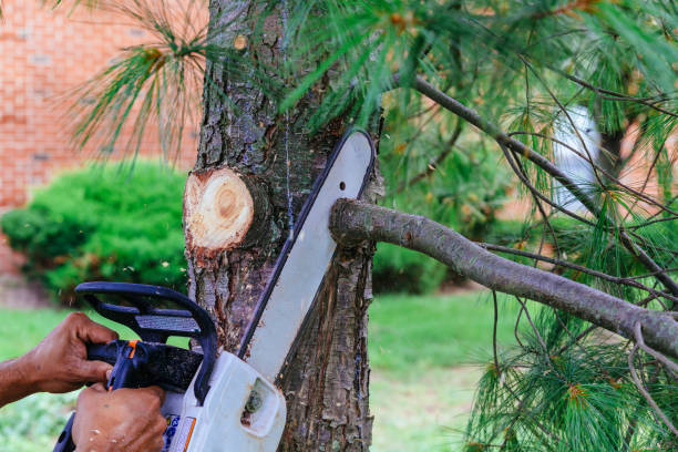 How Our Tree Care Process Works  in  Tamiami, FL